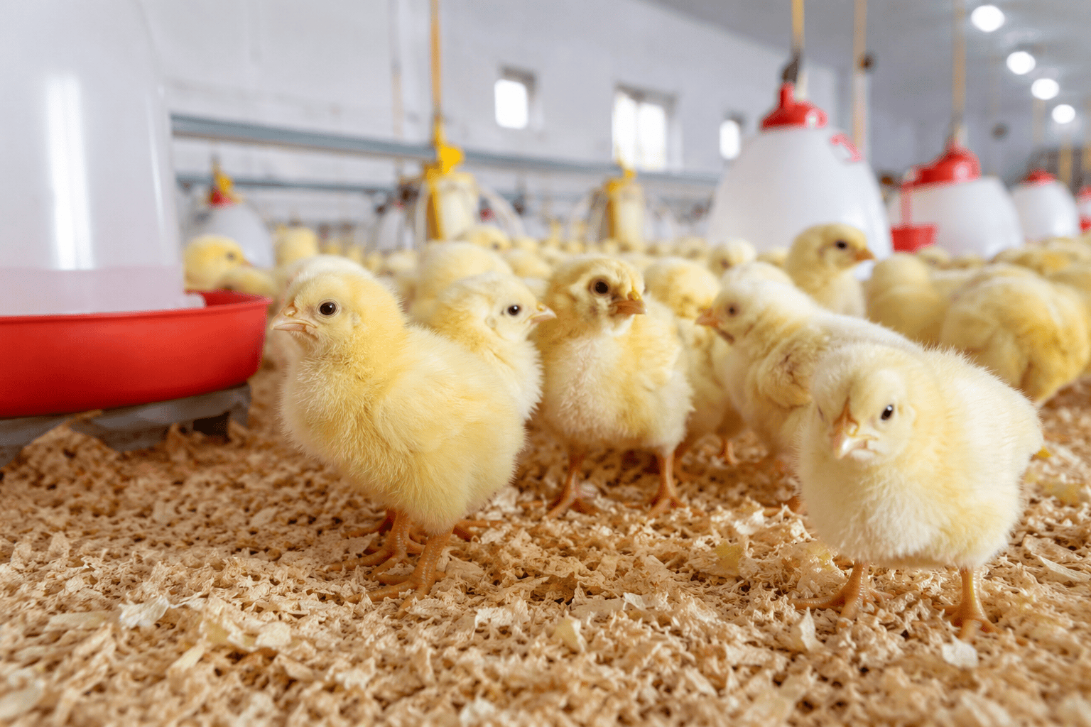 Poussins d’un Jour